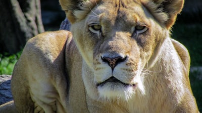 母狮的特写照片
